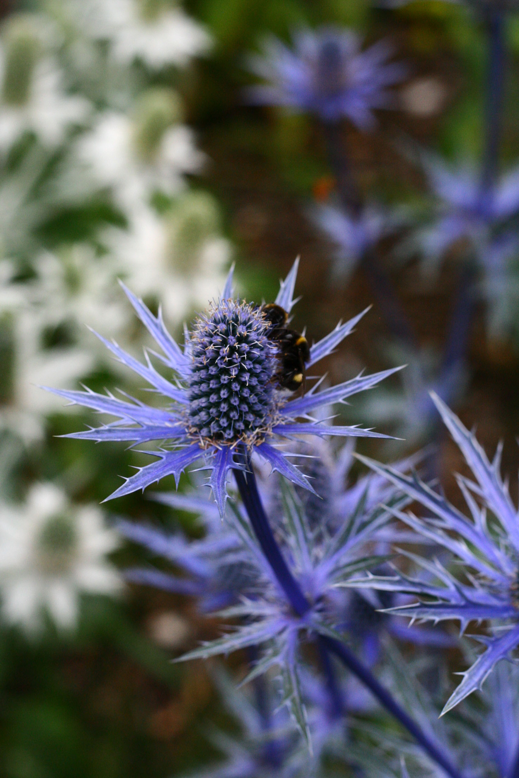 Синеголовник морской. Синеголовник (Eryngium). Синеголовник Бурже. Синеголовник Сильвер.