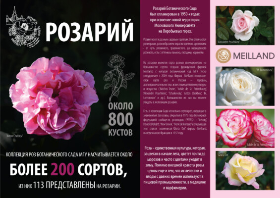 Розарий