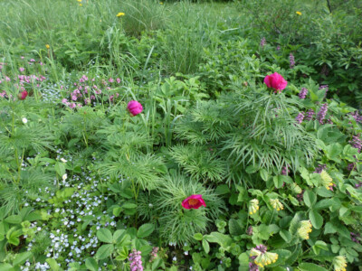 SAMSUNG CAMERA PICTURES