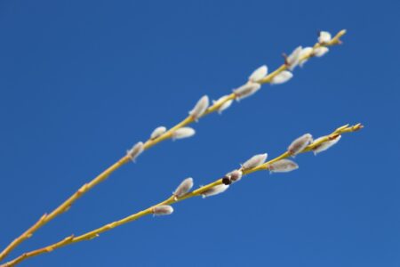 Распушилась ива Распушилась ива