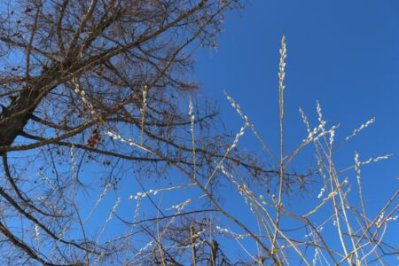 Распушилась ива Распушилась ива