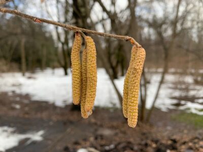 Раскрылись мужские соцветия лещины! Пыльца этого кустарника - сильный аллерген. Раскрылись мужские соцветия лещины! Пыльца этого кустарника - сильный аллерген.