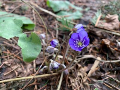 Расцвела печёночница благородная. Название растение получило из-за формы листьев Расцвела печёночница благородная. Название растение получило из-за формы листьев