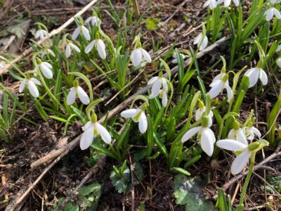 Выглянули подснежники Выглянули подснежники