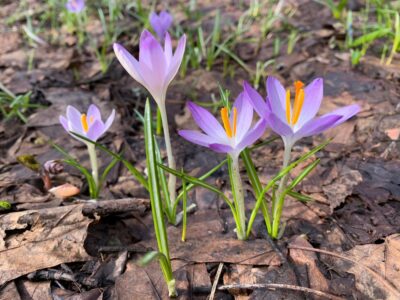 Проснулся крокус Томазини Проснулся крокус Томазини