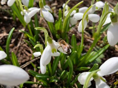 Проснулись пчелки! Проснулись пчелки!